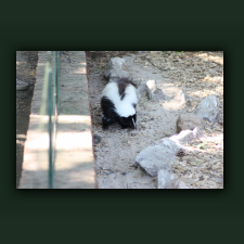 Zoo019.jpg