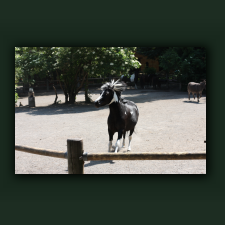 Zoo076.jpg