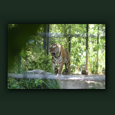 Zoo083a.jpg