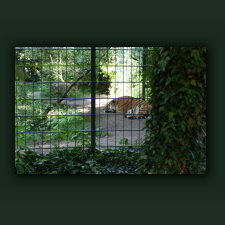 Zoo084.jpg