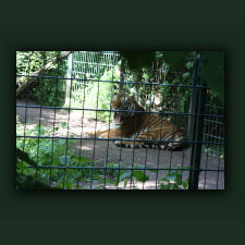 Zoo085.jpg