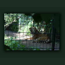 Zoo086.jpg