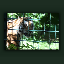 Zoo087.jpg