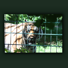 Zoo088.jpg